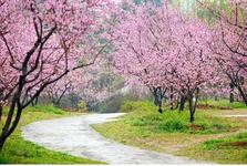 中國(guó)東湖梅花節(jié)